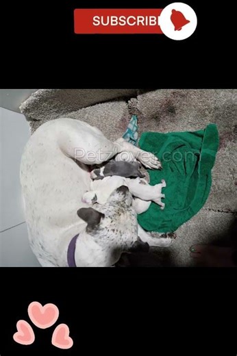 Adorable American Pit Bull Terrier Puppy for Adoption 🐾💖