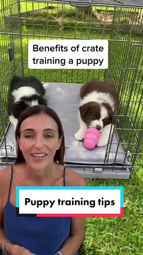 Cage Training Puppy Benefits & Tips for Border Collie Puppies