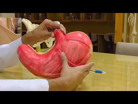 Stomach (Model) | Anatomy | MD