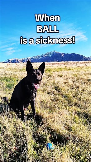 When BALL is a sickness! #downwiththesickness #ball #fetch #gsd #doglife