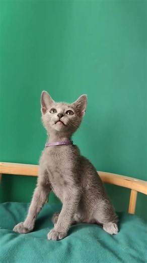 Leon Russian Blue Male