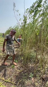 Most Amazing Jute Farming Process in india #reelsfb #reels | Food and Street