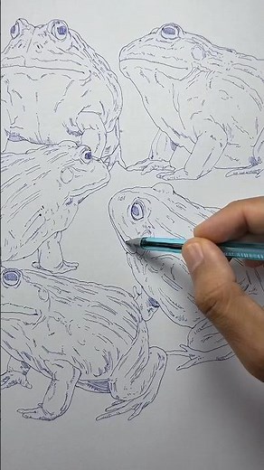 Study - Frog 🐉 #sketch #study #frog #drawing