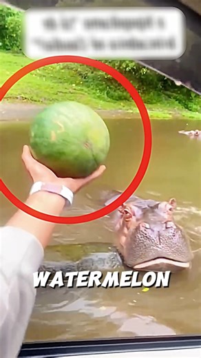 The Hippo Watermelon Fail 🍉🦛😂 #hippo