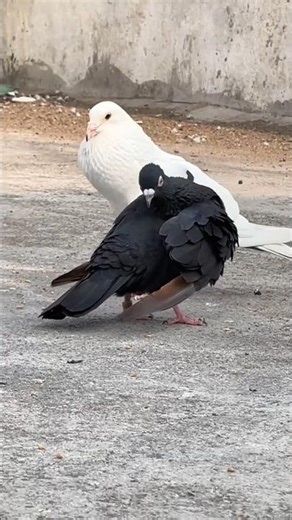 Amazing Pigeon Friendship 🕊️ | Cute Pigeon Walking Together | Beautiful Bird Moments #pigeon