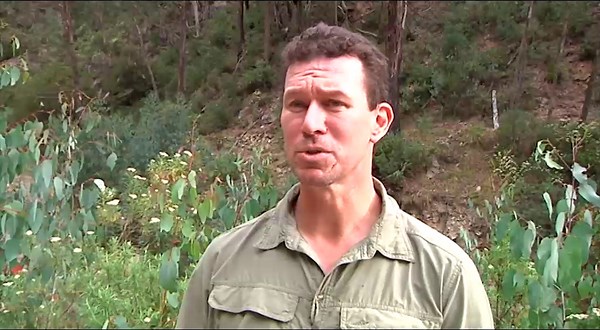 Spotted tree frogs brought back from extinction in Kosciuszko National Park