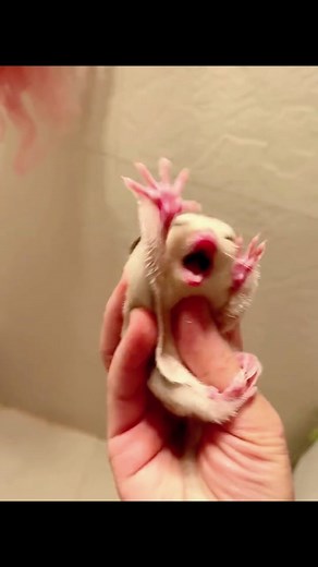 Hilarious Sugar Glider Moments | Cute and Funny Pet Videos