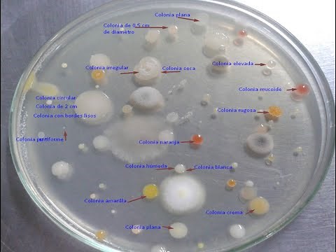 Bacterial Colonial Morphology
