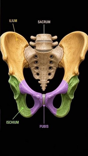 Pelvic Girdle Anatomy Explained 🦴 | Ilium, Ischium, Pubis & Sacrum | 3D Anatomy