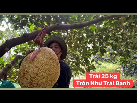 Mít Ruột Đỏ chín cây quá nhiều thật không ngờ rớt giá thê thảm vào thời điểm thu hoạch rộ