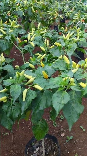 Creative Gardening and Fish Farming | Easy Backyard Farming Tips