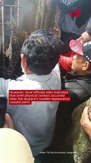 Protected Javan leopard enters residential area in West Java, Indonesia