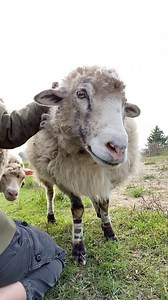 Sheep snuggle sessions make everything better ❤️ Ft Emma, Ollie, and Ivy peeking at me. I’ve recently been dealing with a lot of dizziness, nausea, headaches and other bothersome symptoms. I’ve not been as active online as usual because I am exhausted, and screens make me feel worse. Today I saw a Neuro Ophthalmologist, and after a long slew of tests, was told I have binocular vision dysfunction as well as a few other things . The tests have left me feeling terrible from severe eye strain, so I 