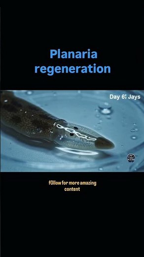 #planaria regeneration #biology #shortvideo #education #shorts #science #trendingshorts #facts