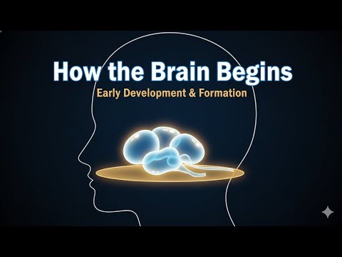 How the Human Brain Begins in the Embryo | Step-by-Step Science Explained
