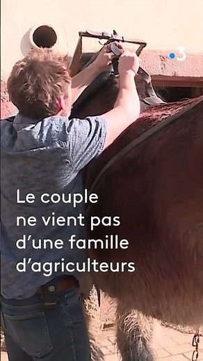 Cette petite ferme est 100 % consacrée à l'élevage de chevaux de trait