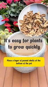 Tips for your garden | SRK