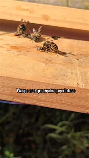Understanding Wasps: Nature's Meat-Eaters in Beekeeping