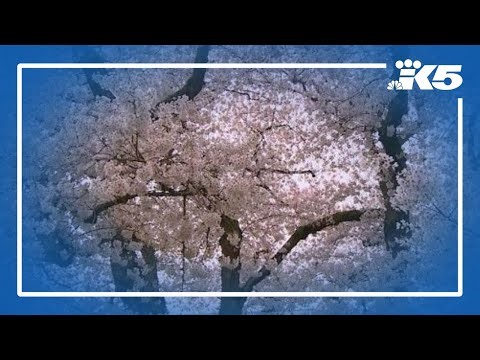 Weather whiplash delays UW cherry blossom tree bloom
