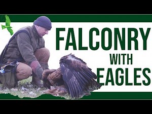 EAGLE FALCONRY