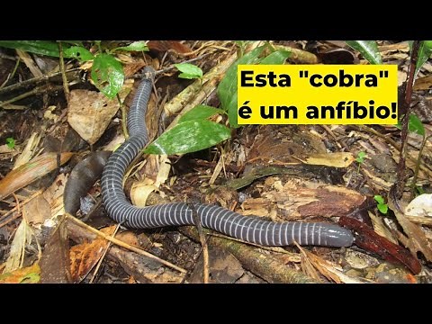 Anfíbios? Cobra cega ou cecília - Siphonops annulatus