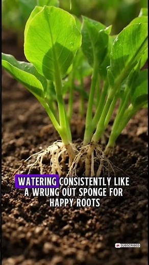 Mastering Pea Care – Your Foolproof Guide to Growing Sweet, Crunchy Peas Right at Home in the USA
