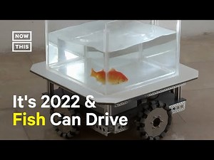 Scientists Train Goldfish How to 'Drive'