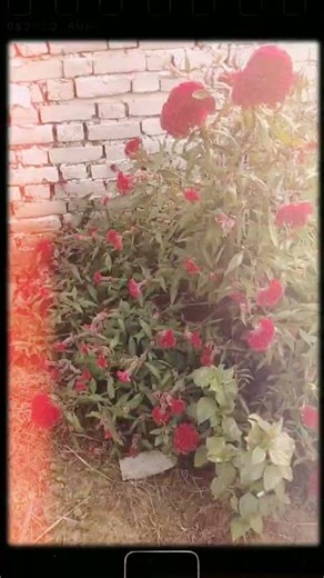 use sound for ur vdo #trendingnow