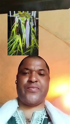 Exploring Native Child Pharmacy Trends