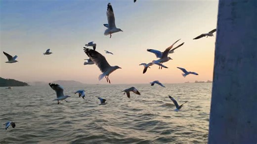 HYDRA YT | Chasing sunsets and seagull flights! 🌅 There’s nothing quite like seeing these beautiful birds soar over the water. Feeling so peaceful and... | Instagram