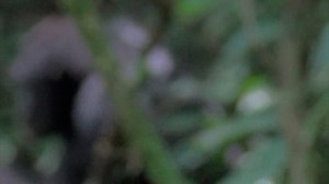 RAW VIDEO: Chimpanzees Filmed 'Using Leaves Like Toilet Paper' 4/5