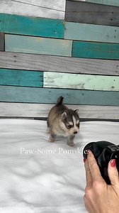 More 4 week old puppy pics downloading… #jarvis #pawsomepomskies #minihusky #pomsky | Paw-some Pomskies