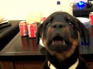 Talking rottweiler puppy