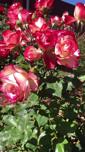 Beautiful Double delight roses ❤️ | Natural flowers