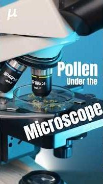 🌼🔬 Pollen Comes Alive under the Microscope | Micron World #Pollen#Microscope#Acacia#PlantScience