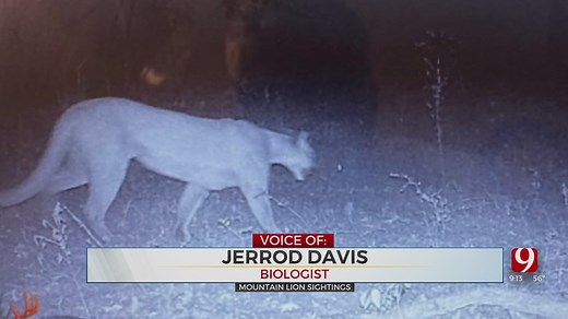 Oklahomans Capture Video Of Mountain Lions On Trail Cams
