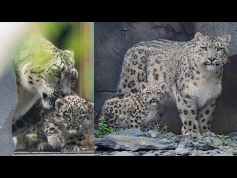 Mom is Always Watching! A Snow Leopard's Devotion to Her Cub ❤️