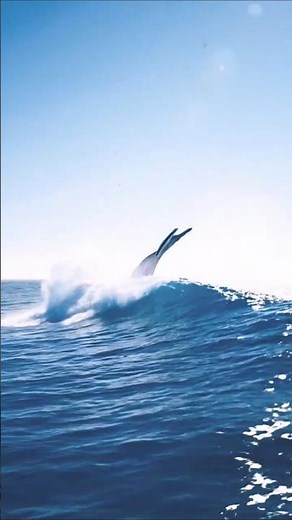 Epic Colossal Whale Breach: Massive Splash in the Shimmering Ocean #usanature #whalewatching