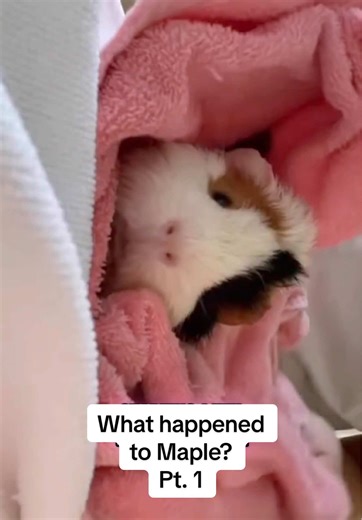 Understanding Guinea Pig Illness Signs and Prevention