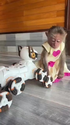 Adorable Baby Monkey Moments That Will Make You Laugh