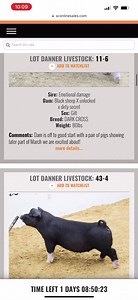 Y'all ready for a crazy good #FunFactFriday? Sweethearts for the Summer Pig Sale is NOW LISTED on SC Online Sales. Don't miss your chance to view an elite set of females backed by proven genetics and some of the very BEST programs in the business. 🙌🏼🙌🏼 Click here to view: https://sconlinesales.com/Bids/AuctionsListing/36957 | SC Online Sales