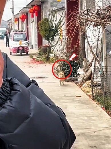 Chinese guy voice prank with dogs #voiceprank #streetprank #prankwithdog #dogfunnyvideo #puppyPrank