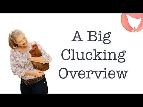 Backyard Chicken Episode 1: How to Raise Chickens