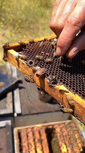 Removing a queen cell! 👑 #california #bees #queenbee #beekeeper #beekeeping #savethebees #insects #animals | California Bee Company