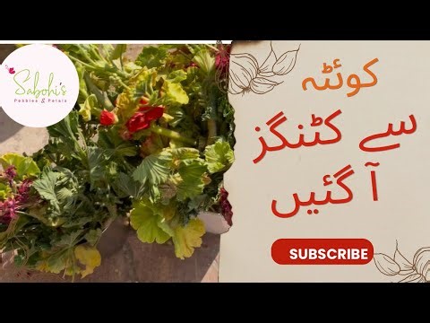 Pelargonium & Geranium Cuttings from Quetta |Soil Prep, Potting, Frost Protection |Box of Happiness