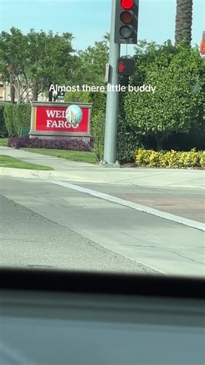 See how it’s using the crosswalk? Very mindful, very demure