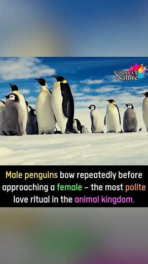 Penguins | Colors Of Nature