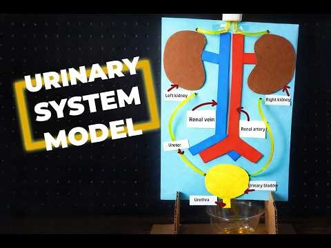 How Does the Urinary System Work? Hidden Secrets Inside Your Body! | STEM CONG