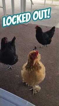 LOCKED OUT! | No Access To The Sneaky Snacks.