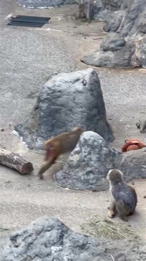 Punch-kun, el pequeño mono que conmovió al mundo. Tras un inicio complicado en un zoológico de Ichikawa, Japón, encontró consuelo en su inseparable orangután de peluche, su único refugio y compañero fiel. | Órbita